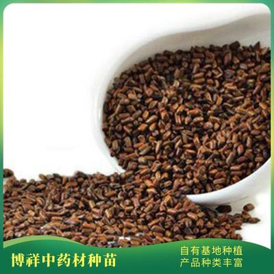 博祥中药材种苗基地 决明子种子种苗批发直销 质量好 易成活 提供技术指导