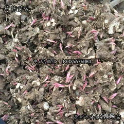 【出售白芍苗价格】-