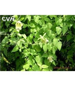 供应党参种子等药材种苗面向全国寻求土地联营种植中药材_亳州市韩中现代药业销售