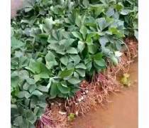 昆明中药材种子优质商家置顶推荐产品