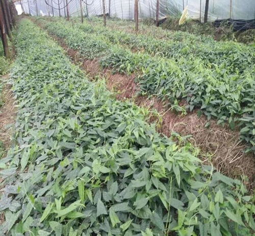 【渭南金果榄种苗价格】- 