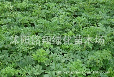 药材种子、种苗-实体店销售 白芷种子 药材种子 当年新采 保质保量 支持货到付款.