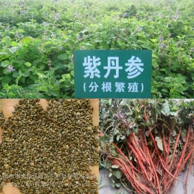 中药材紫丹参种苗产地 紫丹参苗 种子 中药材种苗批发