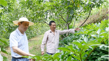 免费供应中药材种子种苗,免费种植,合伙人年利百万