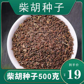 北柴胡种子