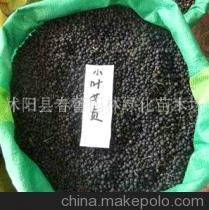 【水腊种子销售小叶女贞种子.东北连翘种子】价格,厂家,图片,药材种子种苗,沭阳县春蕾园林绿化苗木场-