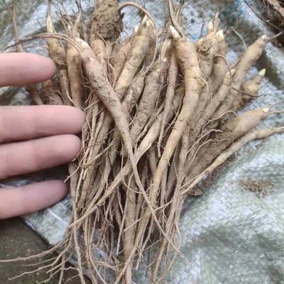 亳州一晨中药材种苗出售改良高产白芍种子供应商