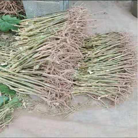 大通草种植亩产及利润 通草苗价格 大通草加工 通草种植基地 通草回收价格