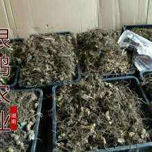 2019药材种子种苗价格 报价 药材种子种苗批发 第6页 种子网