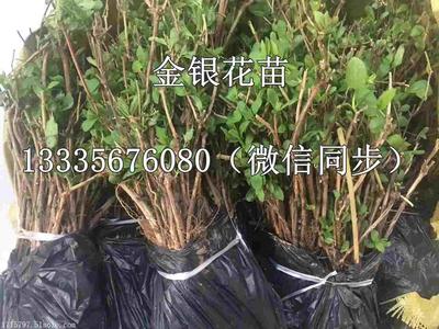 【优质金银花苗鉴别新旧】价格,厂家,药材种子种苗-搜了网