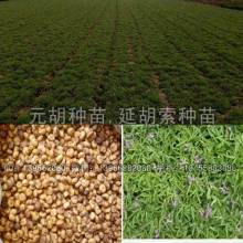 2019药材种子种苗价格 报价 药材种子种苗批发 第6页 种子网