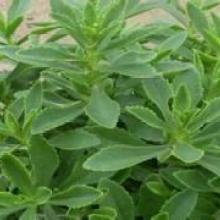 【黄精种苗价格产量栽种方法哪里收购】-