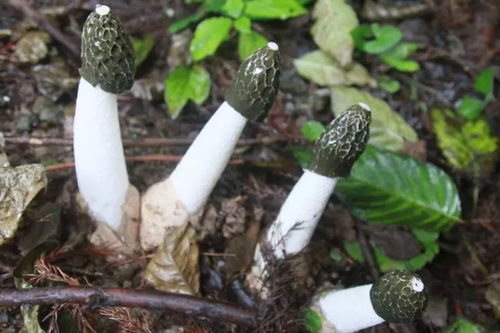 中药种植引领发展之路 大方县中药材产业发展综述
