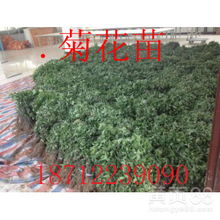 【菊花苗杭白菊亳菊金丝皇菊】-