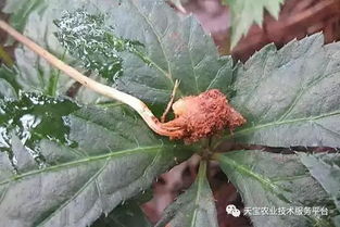 中药材重茬种植如何管理