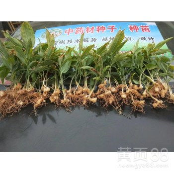 【长沙黄精种苗种植基地】- 