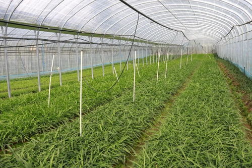 蒙自 种植优质中药材从育好一颗种子开始