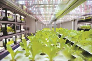 led渗透农业照明启动 未来几年将进入成长期