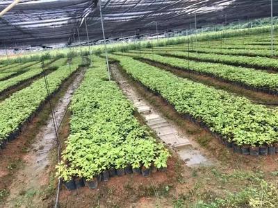 云浮市南药种子种苗繁育基地通过专家评审