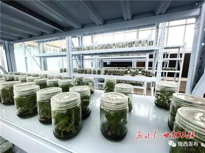 【喜迎药博会】从一株苗到一条链--陇西县中药材产业发展见闻