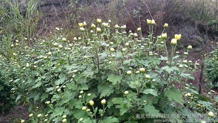 杭白菊、大洋菊、小洋菊、黄金菊、金银花药材种子、种苗图片_高清图_细节图-重庆思邈药苑生态农业发展 -