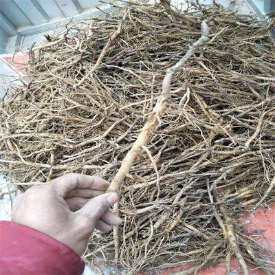 【油牡丹籽多少钱一斤 】价格,厂家,药材种子种苗