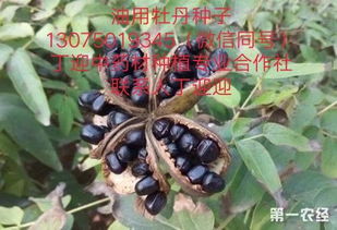 【丁迎中药材种苗栽植农民专业合作社】-