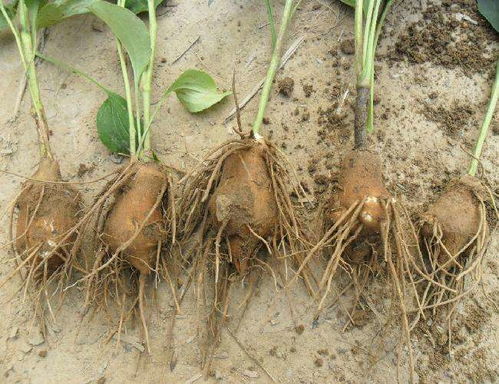 安徽白术种苗基地分析种植白术风险