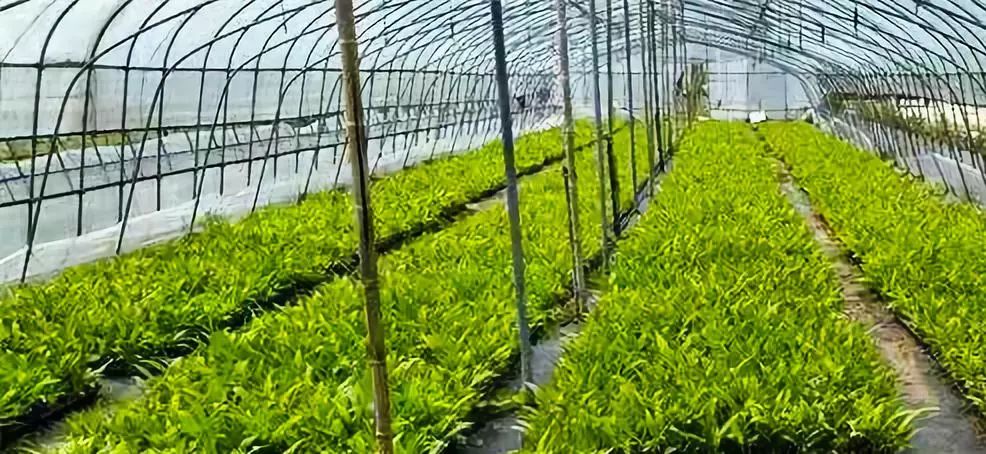 黄山学院等单位合作,建立了国家稀缺中药材种子种苗基地,植物组培及