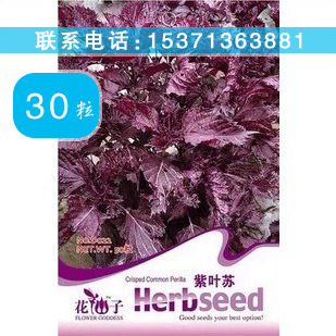药材种子、种苗-厂家直销 紫叶苏种子 花卉种子 药材种子-药材种子、种苗尽在阿里.