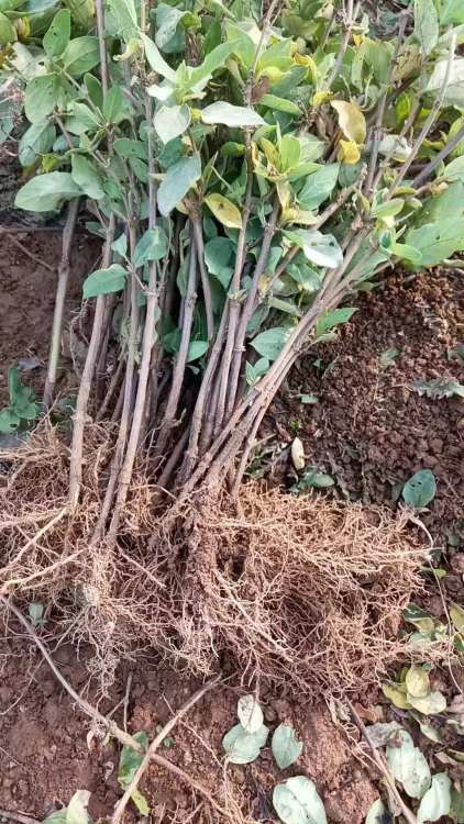 【四川一年生金银花苗批发价格】-