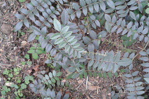 常见名贵药材种植方法