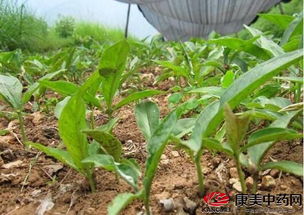 正值春耕时,黄金时段种植哪些中药材最好