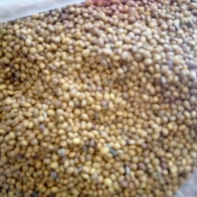 药材类种子种苗批发供应_药材类种子种苗价格行情_药材类种子种苗商家_中国惠农网