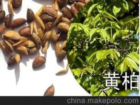 黄柏种子供应商,价格,黄柏种子批发市场 