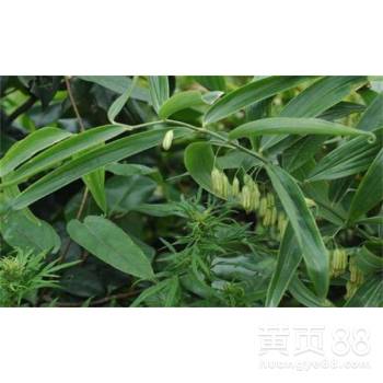 【鑫农丰黄精种植用多元的经营模式开拓市场】-