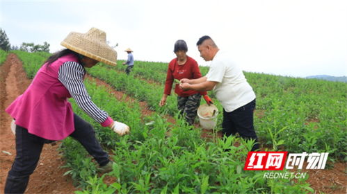 江永 苦 药材种出 甜 滋味