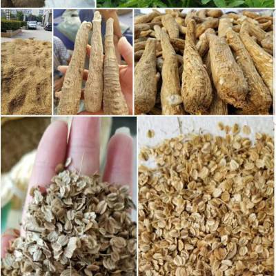 白芷种子供应基地 亳州勇泰中药材种苗供应商
