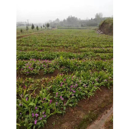 白芨根,武汉白芨,叶氏药材合作社稀缺品种_药材种子种苗_第一枪