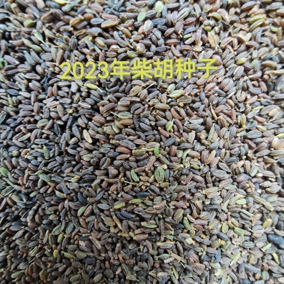 柴胡种子抗旱黑柴胡中草药种籽种苗省人工四季种植林地玉米地套种
