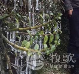【铁皮石斛北方能种植吗?铁皮石斛种苗价格是多少】-