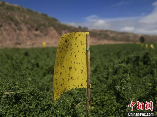 甘肃陇西推 地道 绿色中药材种植 源头保 道地 品质