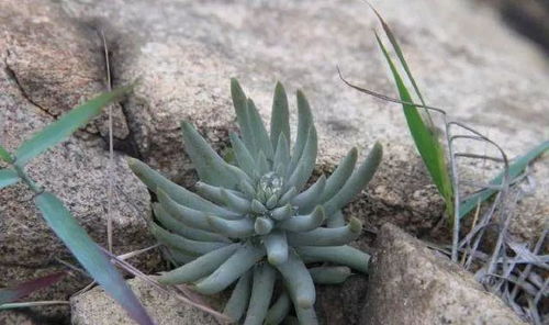 农村一种野草,长在农村瓦房上,过去见到就锄掉,晒干是上好药材