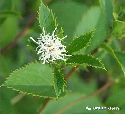 2018年种植什么药材好 今年市场行情稳中上涨的中药材有哪些