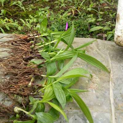 【贵阳观山湖区哪里有白芨种植基地?中农研究院白芨种植示范基地】价格_厂家_批发_参数_图片_药材种子种苗栏目