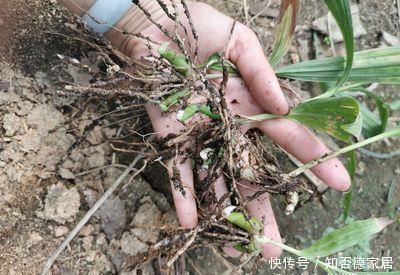 中药材规范化生产基地使用的种子种苗或种源是否需要检疫?
