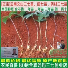 文山县_药材种子、种苗_文山县批发_文山县供应_阿里巴巴
