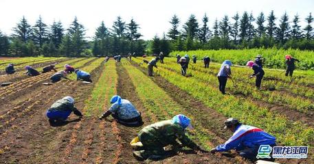 从种子到市场 大兴安岭地区全力推进中药材全产业链发展