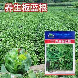 板兰根种苗