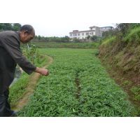 重庆药材种子种苗品牌大全
